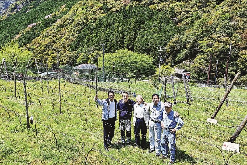 過疎が進む地域の活性化を目指して結成した「輝け三川」のメンバーと農業体験をするブドウ畑（和歌山県田辺市熊野で）