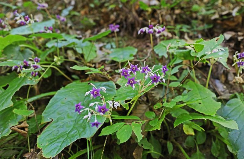 斜面に群生するイワタバコ（和歌山県田辺市秋津川で）