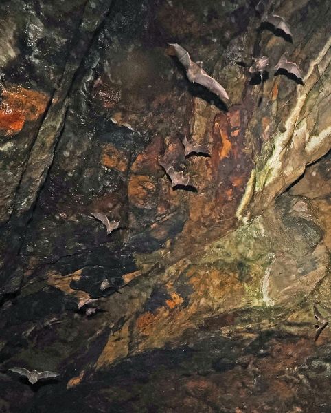 洞窟を出て、岩場周辺を飛び回るユビナガコウモリ（和歌山県白浜町で）