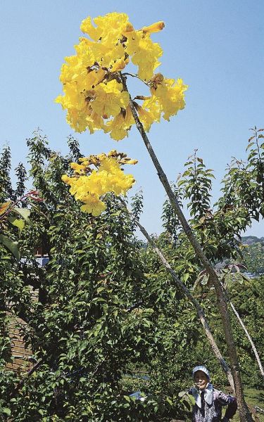 永井恒雄さんの農園で見事に咲いたイペーの花（２０日、和歌山県みなべ町東本庄で）