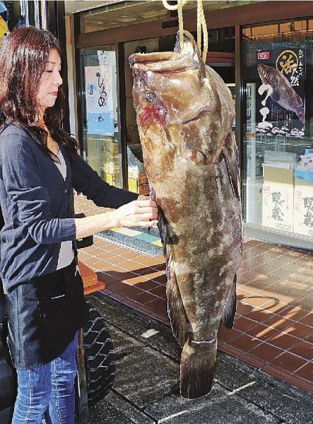 みなべ町で水揚げされた大物のクエ（１５日、和歌山県田辺市鮎川で）