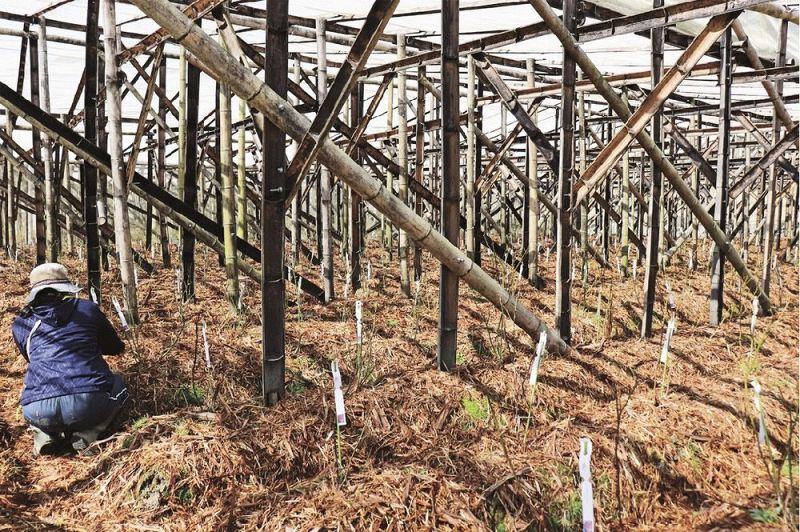 竹製ビニールハウスで栽培されている食用バラ（和歌山県古座川町三尾川で）