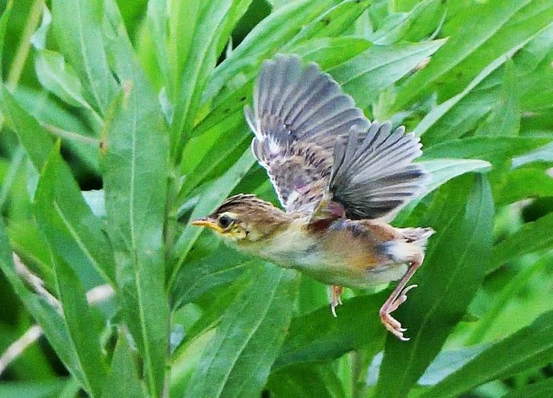 巣から飛び出したセッカの幼鳥（和歌山県白浜町で、坂井正人さん撮影）