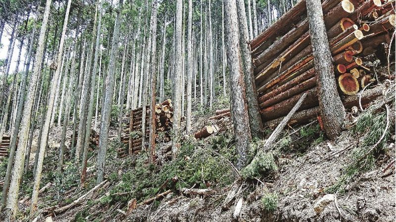 みなべ町の町有林間伐事業で切った木材（和歌山県みなべ町で）