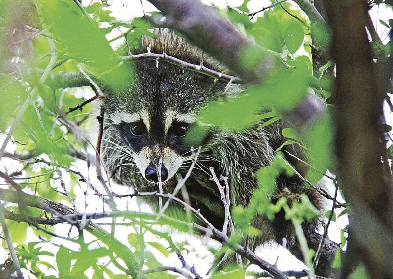 農地近くの樹上に潜むアライグマ（和歌山県田辺市で）