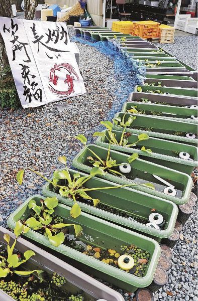 庭に並ぶメダカの入った水槽（和歌山県上富田町朝来で）