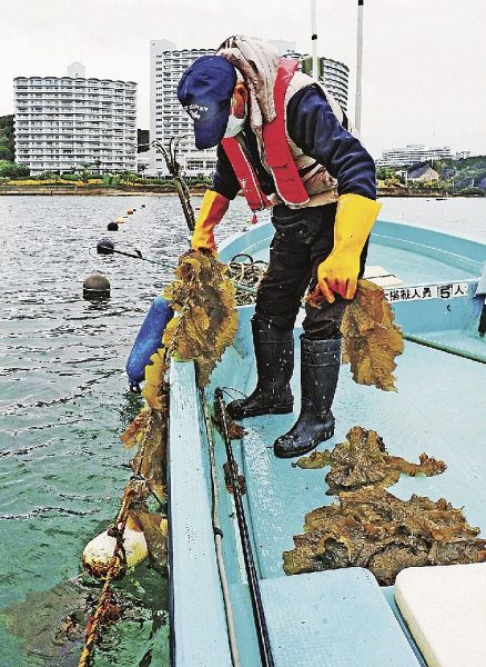 養殖しているヒロメを水揚げする漁協関係者（１２日、和歌山県田辺市新庄町で）