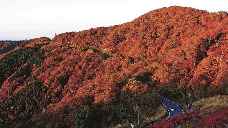 夕日に染まる紅葉した山（２７日、和歌山県田辺市龍神村龍神で）