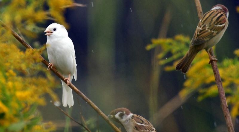 若鳥の群れに真っ白なスズメ つぶらな瞳 白化個体か 紀伊民報agara