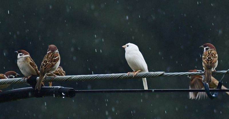 雨が降る中、電線に止まる白いスズメ