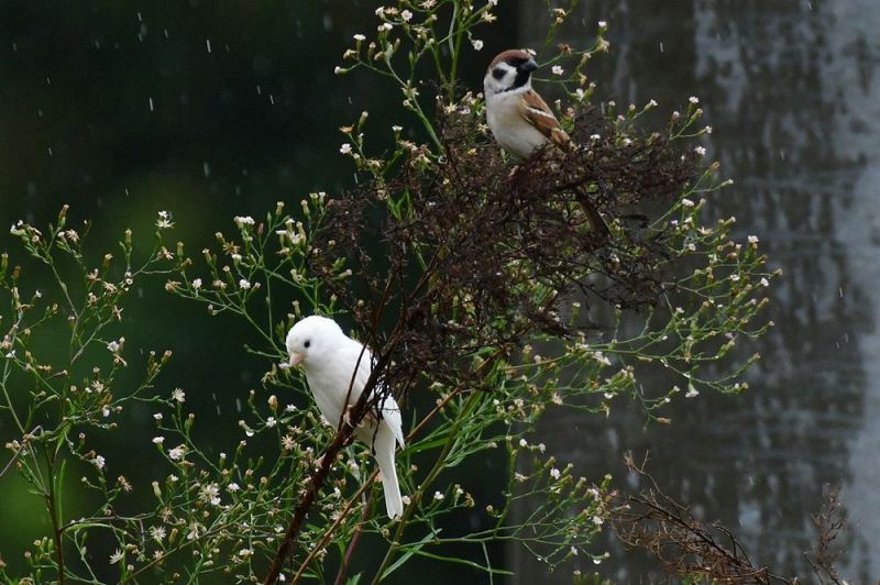 若鳥の群れに真っ白なスズメ つぶらな瞳 白化個体か 紀伊民報agara