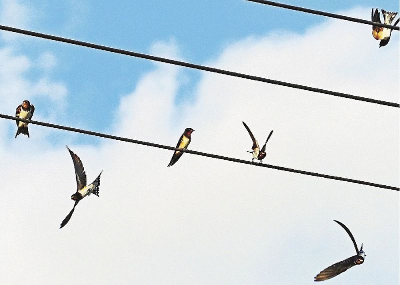 電線に止まったり、その周りを飛び回ったりする若ツバメの群れ（和歌山県上富田町市ノ瀬で）