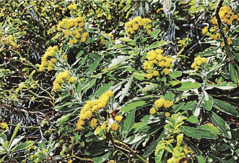 冬の海辺に黄色い花 キノクニシオギク 紀伊民報agara