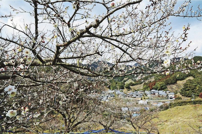 梅の花もうすぐ見頃に 和歌山県みなべ町 紀伊民報agara