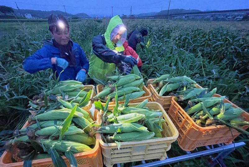 収穫したトウモロコシをコンテナへ入れていく遠藤賢嗣さん（左）ら＝３０日、和歌山県白浜町中で