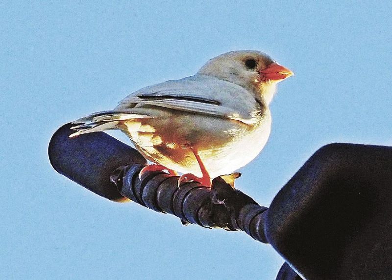 越冬している白いスズメ（和歌山県上富田町朝来で）