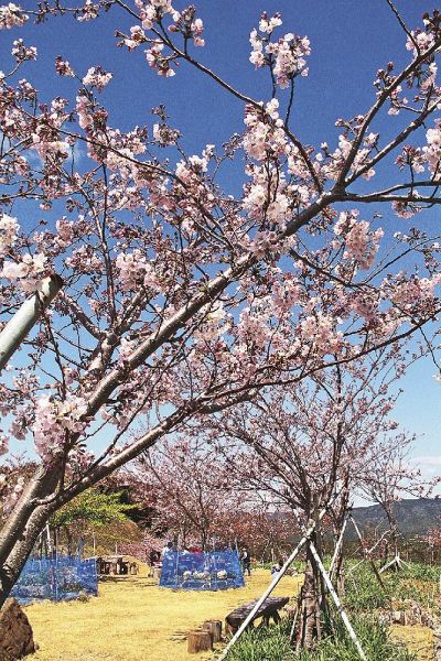 一気に開花が進んだ桜（２７日、和歌山県印南町樮川で）