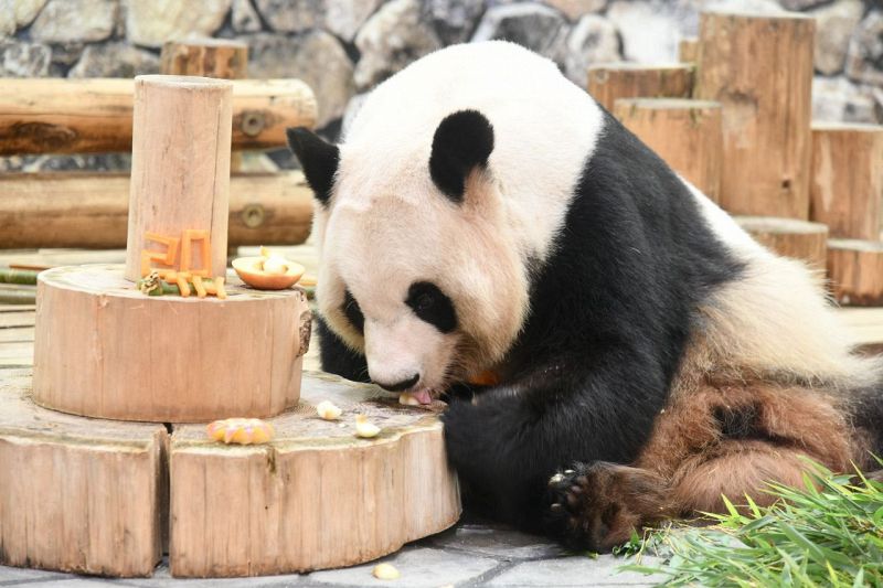 大好きなリンゴを食べるパンダの良浜（6日、和歌山県白浜町のアドベンチャーワールドで）