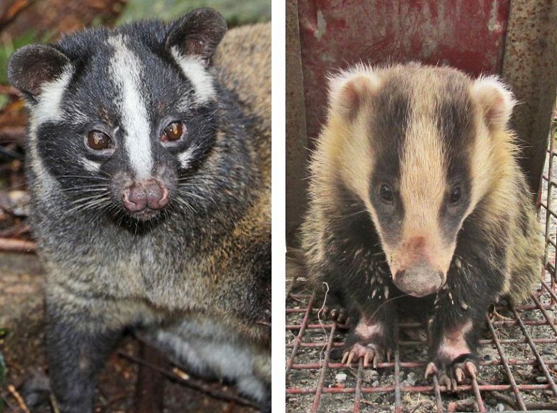 和歌山県紀南地方で捕獲が急増しているハクビシン（左）と間違われやすいアナグマ＝田辺市稲成町で