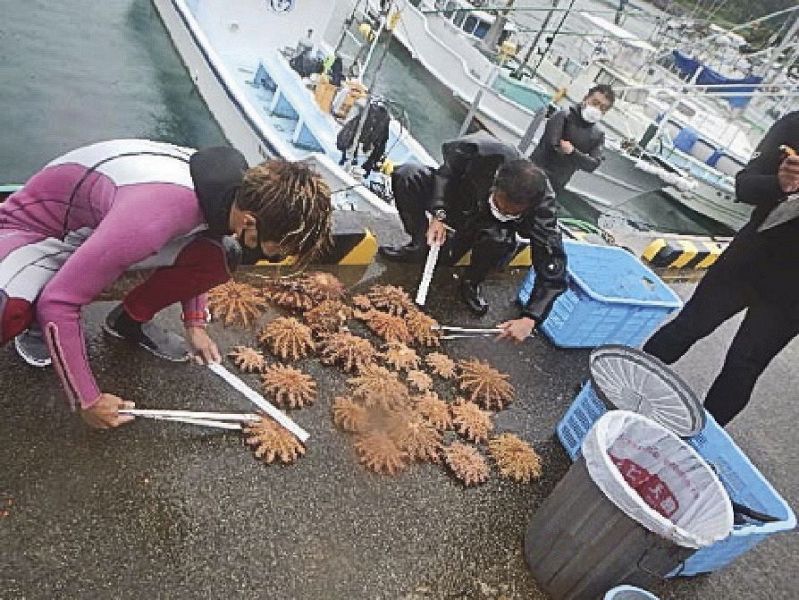 オニヒトデを駆除するダイバー（和歌山県串本町で）＝サンゴを食害する動物駆除実行委員会提供