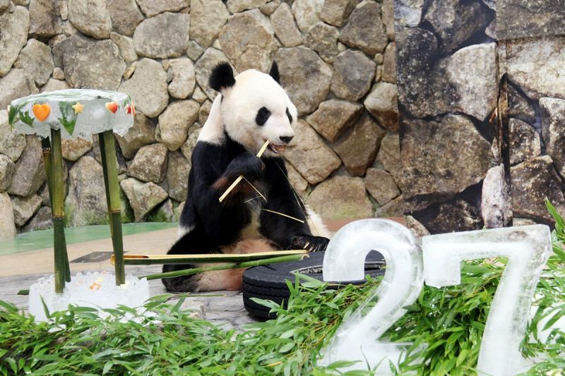 27歳の誕生日を迎えたお父さんパンダの永明（14日、和歌山県白浜町で）