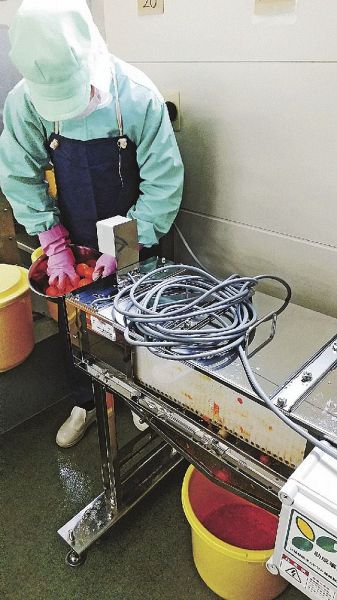 搾汁機を使って温州ミカンを搾る職員（和歌山県みなべ町芝で）