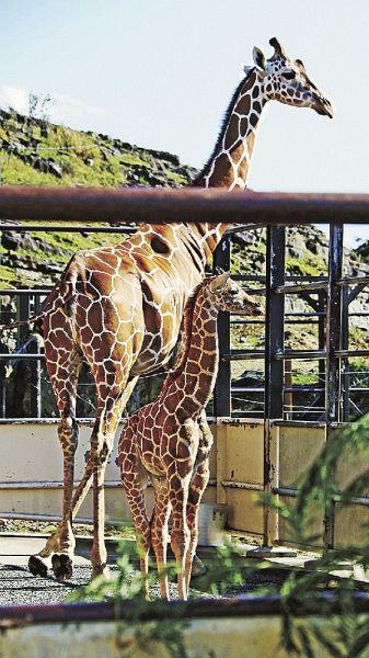 公開が始まったアミメキリンの赤ちゃん（手前）。母親が寄り添っている＝９日、和歌山県白浜町のアドベンチャーワールドで