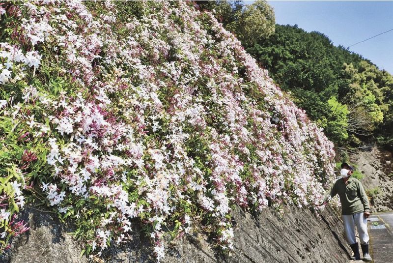 白い花を咲かせたジャスミン（和歌山県古座川町平井で）