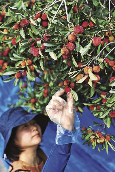ヤマモモの実を収穫する口熊野かみとんだ山桃会のメンバー（上富田町市ノ瀬で）