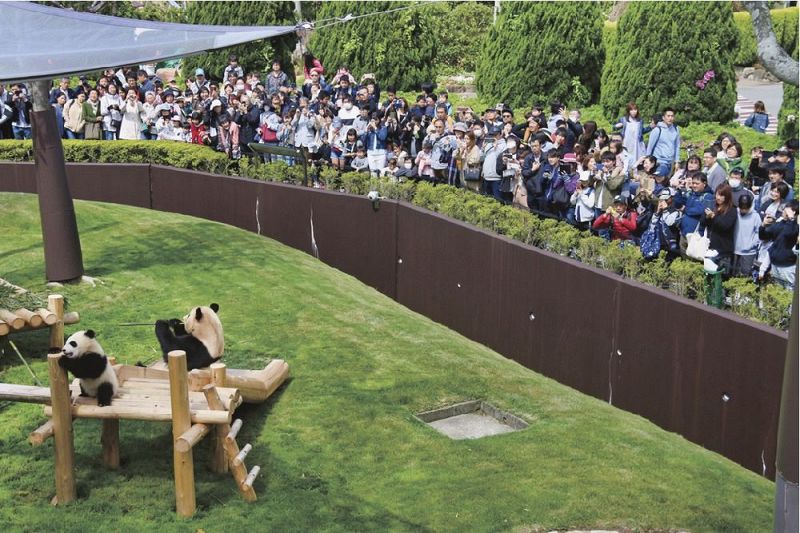 パンダを見る人たちで混雑するアドベンチャーワールド（２０１９年４月、和歌山県白浜町で）