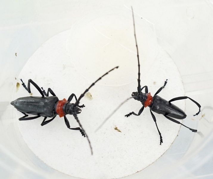 モモや梅などに被害を与えているクビアカツヤカミキリの雄（右）と雌