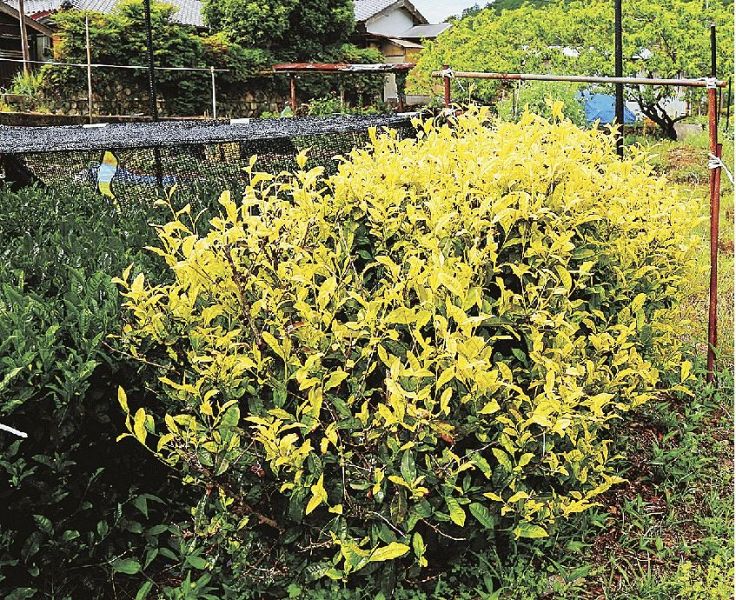 上村誠さんが挿し木で増やし栽培している白葉茶。新芽が全て黄白色だ（和歌山県白浜町市鹿野で）