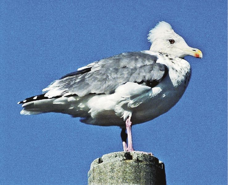 頭に王冠のような羽毛があるセグロカモメ（和歌山県みなべ町山内で）=
川辺淳太郎さん提供