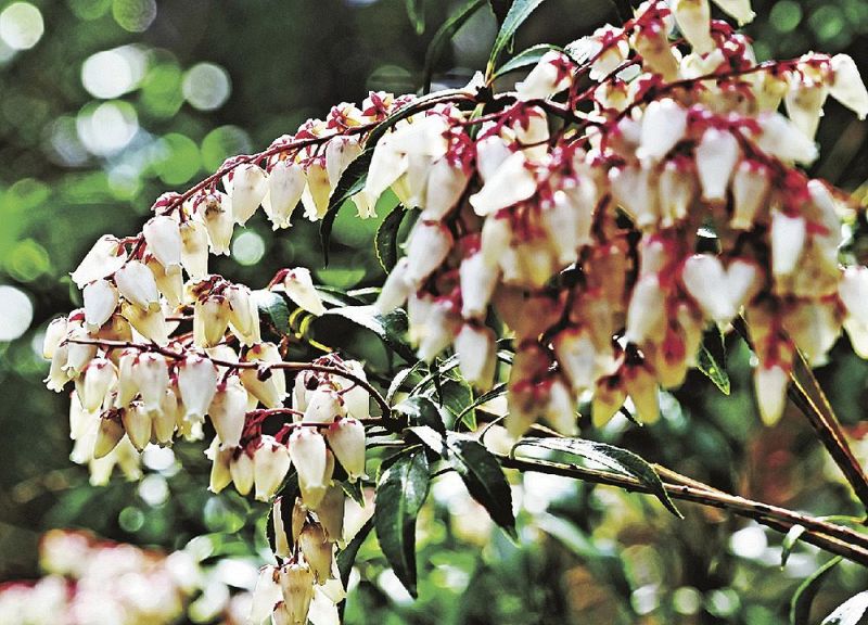 つぼのような白い花 紀南でアセビ咲く 紀伊民報agara