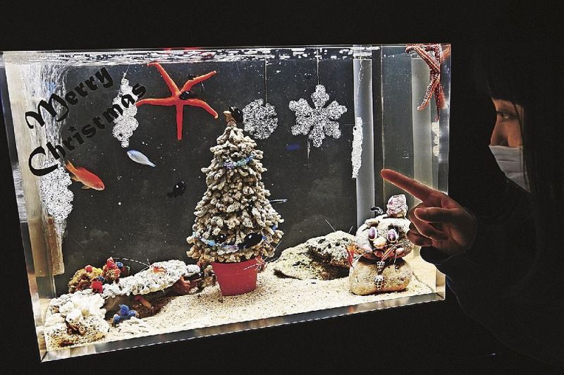 水族館で展示されている「クリスマス水槽」（和歌山県串本町有田で）