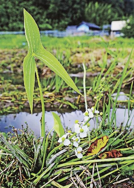 稲刈りの終わった田んぼに咲いたオモダカ（和歌山県田辺市秋津町で）