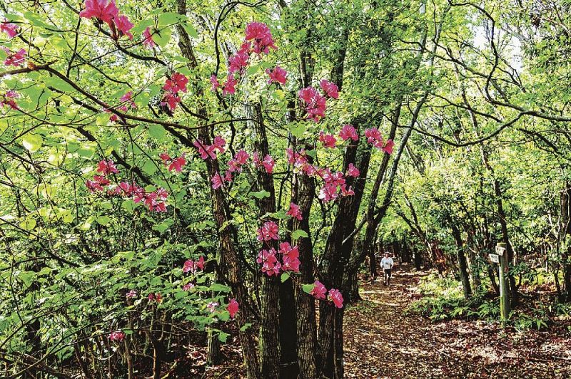 熊野古道沿いで咲くミツバツツジの花（和歌山県すさみ町見老津で）