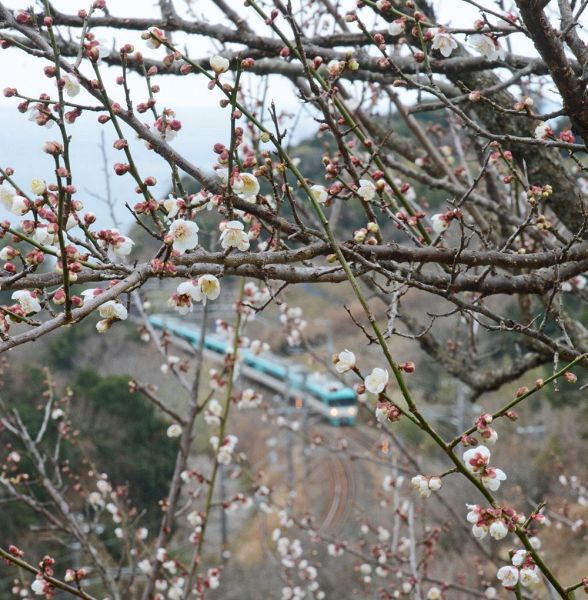 梅の花もうすぐ見頃に 和歌山県みなべ町 紀伊民報agara