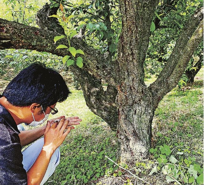 クビアカツヤカミキリの被害を受けた梅の木（和歌山県かつらぎ町で）＝和歌山県農業環境・鳥獣害対策室提供