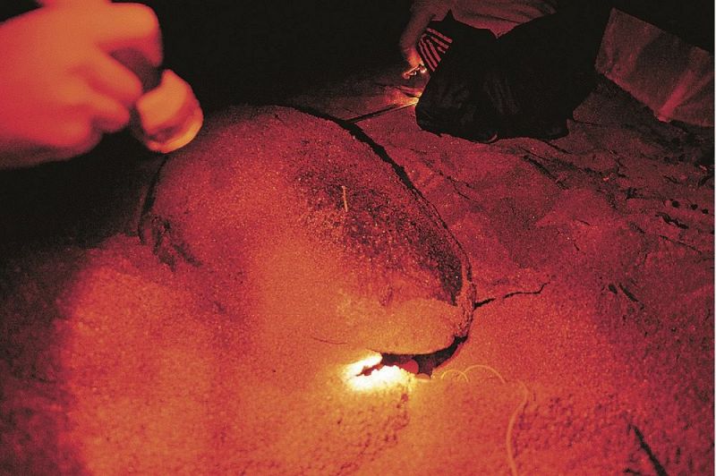 砂浜で卵を産むアカウミガメ（和歌山県みなべ町山内で）＝赤色ライトで照らして撮影