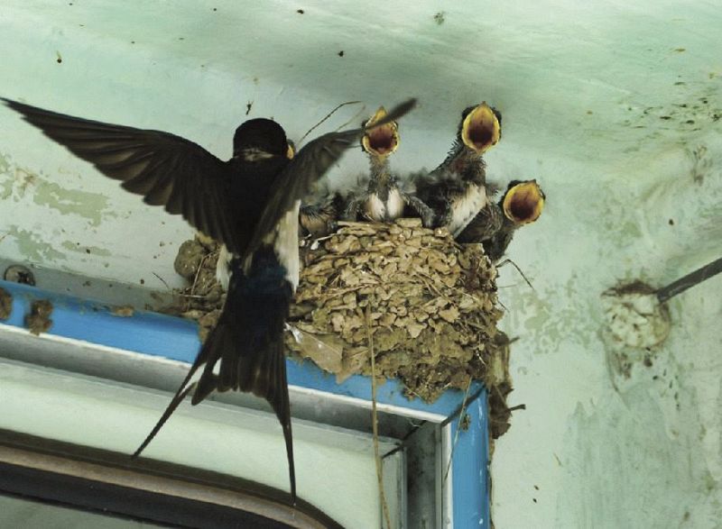 船上で親鳥から餌をもらうツバメのひな（２２日、和歌山県田辺市目良で）