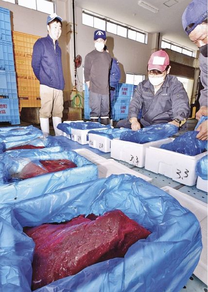 卸売市場に届けられた鯨肉を確認する関係者（１４日、和歌山県太地町で）