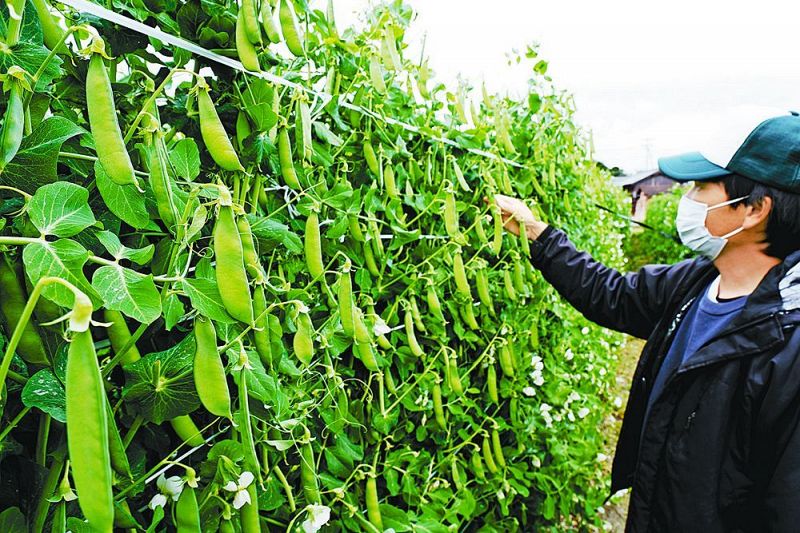 例年より早く収穫のピークを迎えているウスイエンドウ（３０日、和歌山県みなべ町山内で）