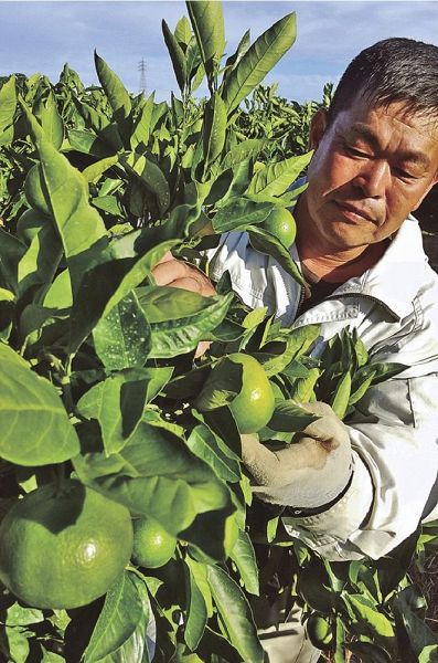 極早生の温州ミカンを収穫する農家。２０年度は産地全体で収穫量は少なかった（昨年９月、和歌山県田辺市で）