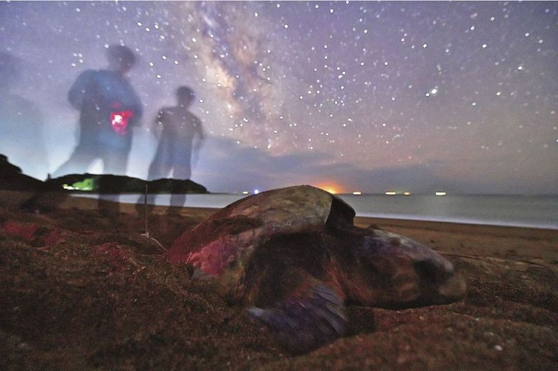 満天の星の下、産卵をするアカウミガメ（２０１８年６月１３日午前０時４６分、みなべ町山内で）＝露出時間３７秒