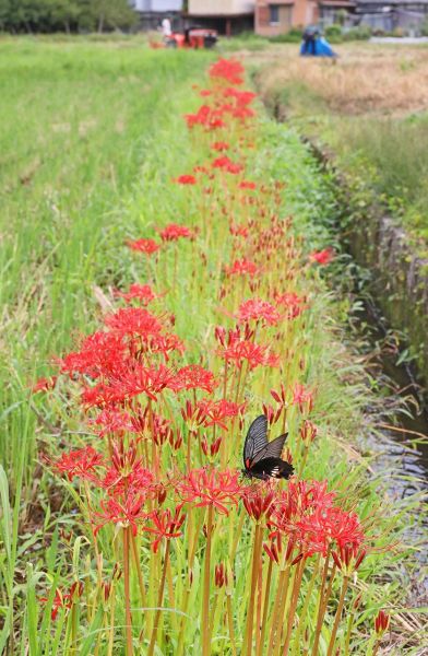 田んぼの土手に咲くヒガンバナ（和歌山県田辺市秋津町で）