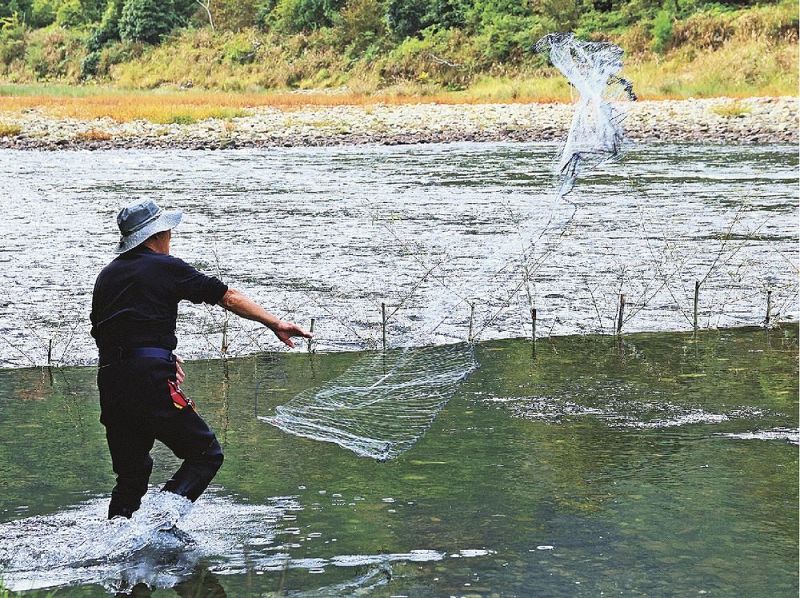 ササ立て漁で小鷹網を投げる上野泰義さん（７日、和歌山県古座川町立合で）