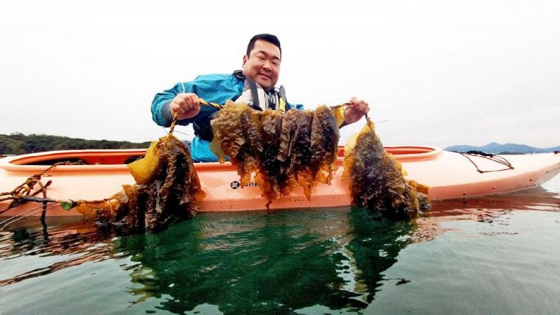 順調に成長しているヒロメ（内ノ浦湾で）