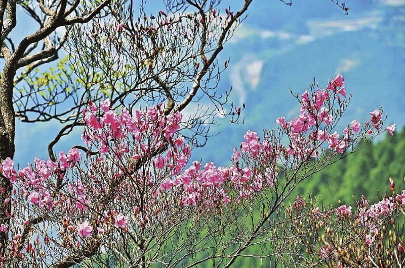 山中で美しい花を咲かせているアケボノツツジ（和歌山県新宮市で）