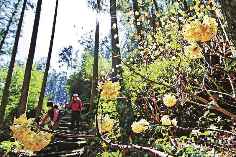 熊野古道沿いでかわいらしい花を咲かせているミツマタ（和歌山県新宮市熊野川町で）